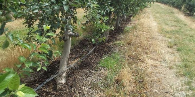 Fruit orchards flourishing at Evergreen Heaven