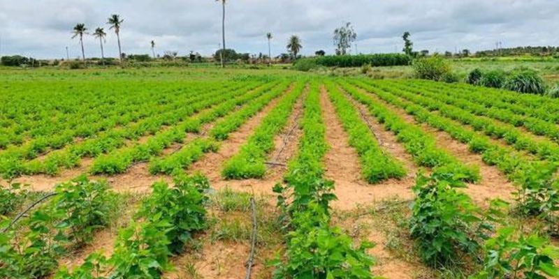 Passive income opportunities through managed farmland